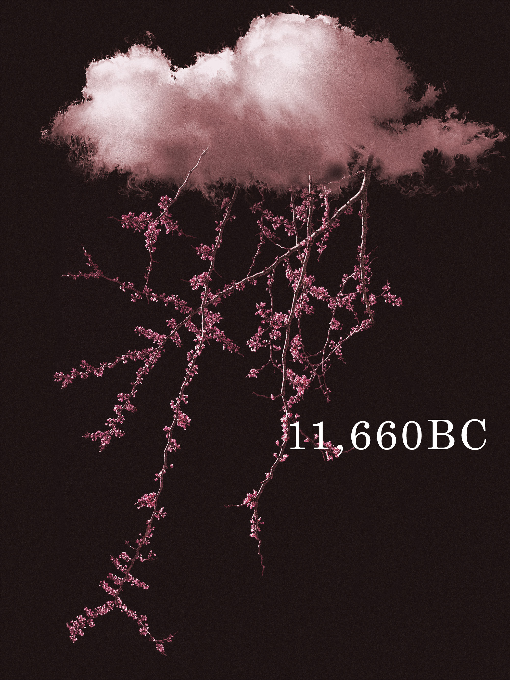 Cherry Blossom branches protruding from a cloud as if they were lightning. Text reads: '11,660BC'.